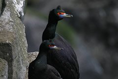 Red Faced Cormorants